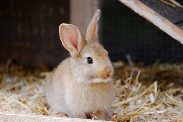農場に座っている小さなベージュのウサギ. — ストック写真