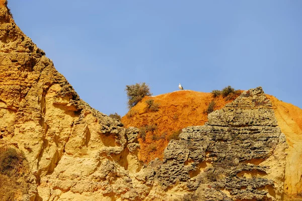 Пейзаж с красивой скалой и чайкой в Алгарве, Португалия — стоковое фото