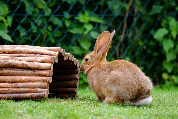 緑の草の上にふわふわ茶色のウサギ. — ストック写真