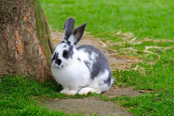 Rabbit with black and white fur on the green grass. — Stock Photo, Image