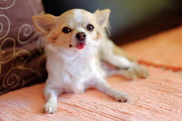 Pequeno cão Chihuahua com uma cor branca e bege e com t rosa — Fotografia de Stock