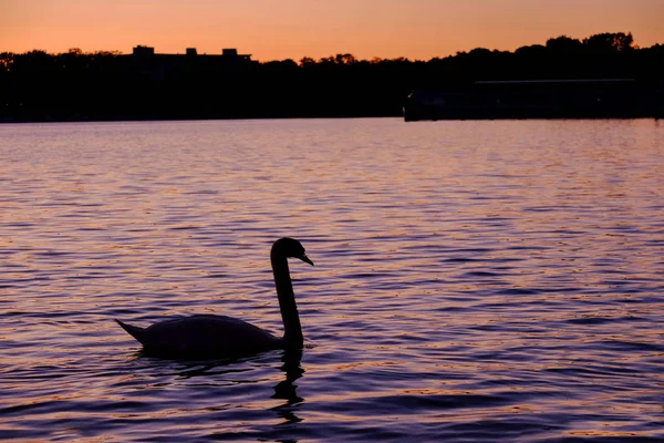 Hermoso cisne blanco en el lago al atardecer . —  Fotos de Stock