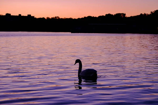 Angsa putih yang cantik di danau saat matahari terbenam . — Stok Foto