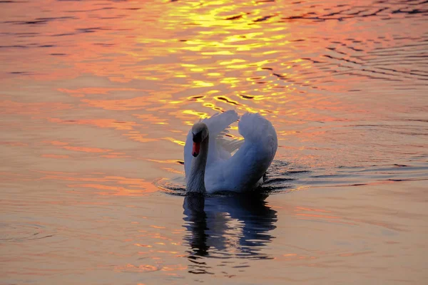 Cisne branco lindo no lago ao pôr-do-sol . — Fotografia de Stock