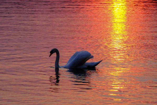 Splendido cigno bianco sul lago al tramonto . — Foto Stock