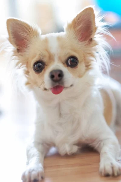 Liten Chihuahua hund med en vit och beige färg med rosa tongu — Stockfoto