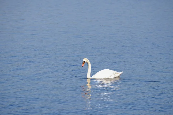 Beau cygne blanc sur le lac. — Photo