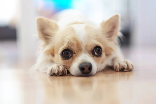 Liten Chihuahua hund med en vit och beige färg på golvet. L — Stockfoto