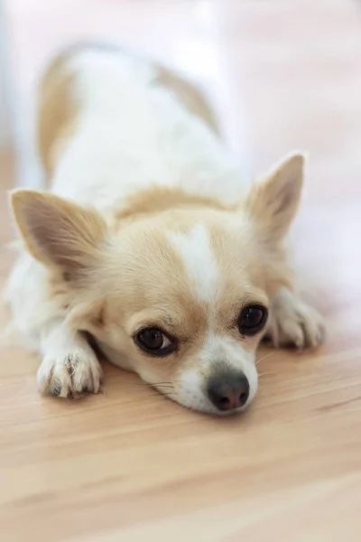 Mały pies Chihuahua z białym i beżowym kolorem na podłodze. L — Zdjęcie stockowe