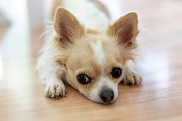 Mały pies Chihuahua z białym i beżowym kolorem na podłodze. L — Zdjęcie stockowe