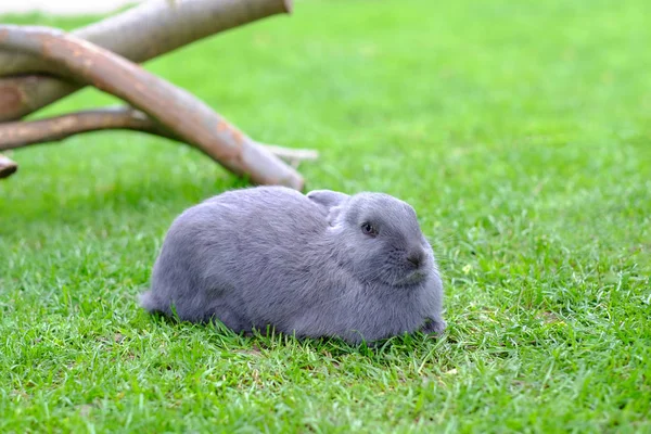 Graues Kaninchen liegt im grünen Gras. — Stockfoto
