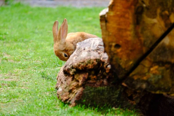 Načechraný béžový králík v zelené trávě. — Stock fotografie