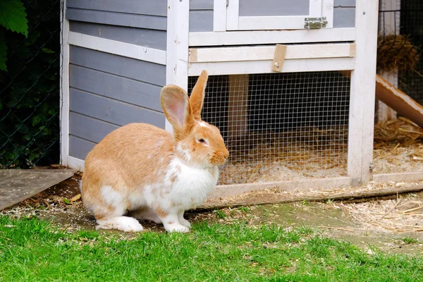 Flauschiges Kaninchen mit weißem und rotem Fell im Gras. — Stockfoto