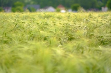 Ekili tarım alanında yeşil ani artışlar. Erken tarım sta