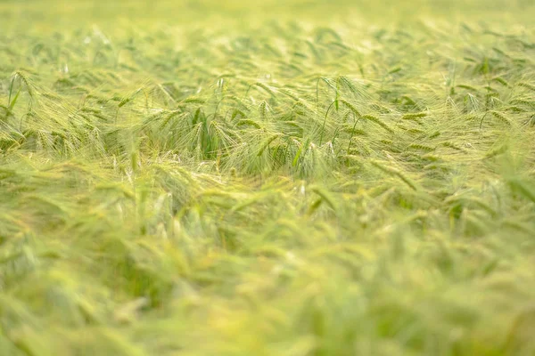 Groene spikes in landbouwgebied. Vroege landbouw sta — Stockfoto