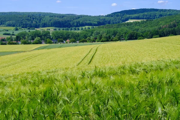 Vista sui campi agricoli con grano in Germania . — Foto Stock