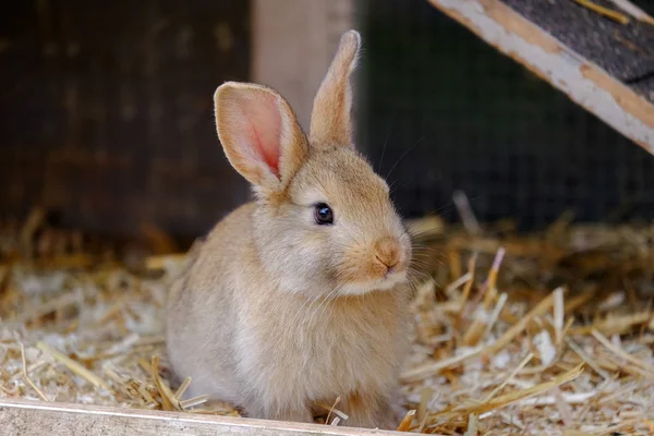 Malý béžový králík sedící na farmě. — Stock fotografie