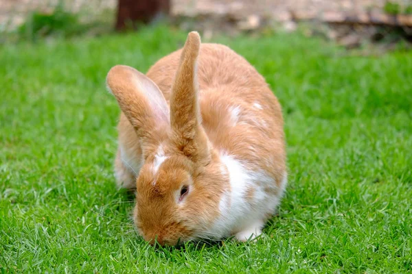 Pluizig konijn met witte en rode vacht in het gras. — Stockfoto