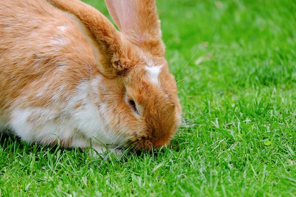Načechraný králík s bílou a rudou kožešinou v trávě. — Stock fotografie