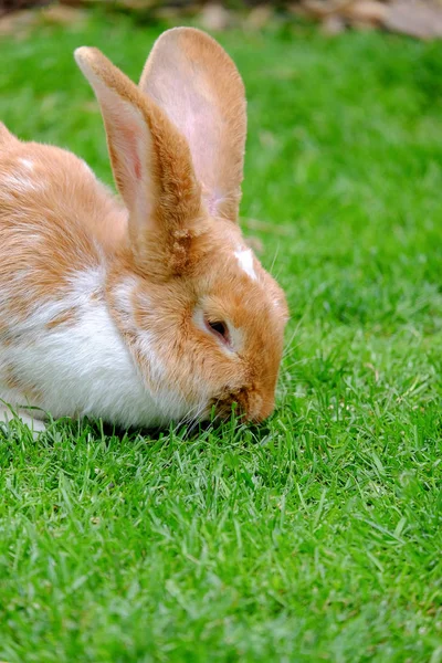 Conejo esponjoso con piel blanca y roja en la hierba . — Foto de Stock