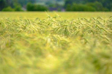 Ekili tarım alanında yeşil ani artışlar. Erken tarım sta