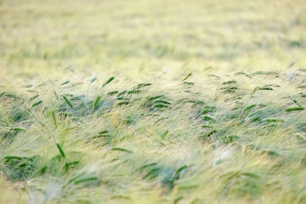 경작된 농경지의 녹색 스파이크. 초기 농업 스타 — 스톡 사진