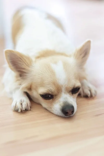 Liten Chihuahua hund med en vit och beige färg på golvet. L — Stockfoto