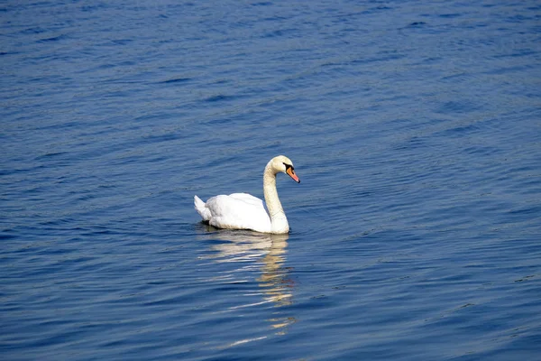 Beau cygne blanc sur le lac. — Photo