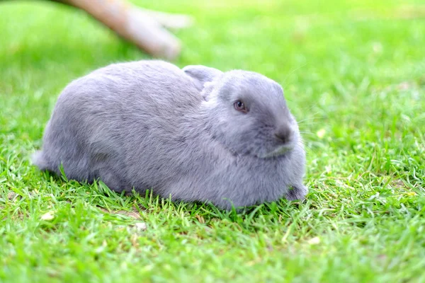 Graues Kaninchen im grünen Gras liegend. Nahaufnahme. — Stockfoto