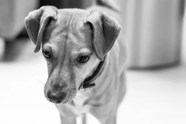 一只年轻的狗在黑色和白色的猎犬的肖像 — 图库照片