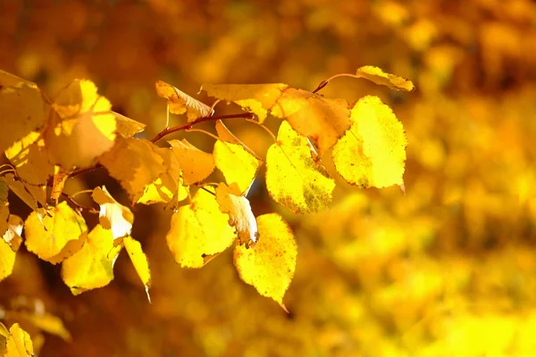 Fond avec un brunch d'un bouleau aux feuilles d'automne dorées . — Photo