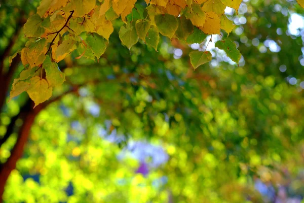 Achtergrond met een berk met groene en gouden herfst bladeren. — Stockfoto