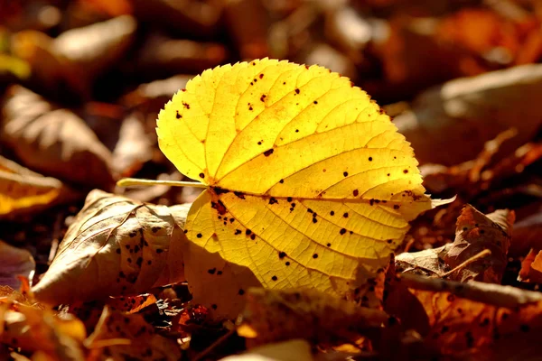 公園の地面に黄色い秋の葉. — ストック写真