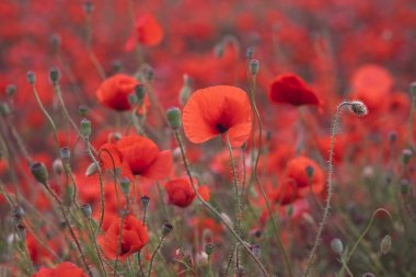 Sahadaki güzel kırmızı gelincikler, yakın plan, doğal arka plan olarak kullanılabilir..