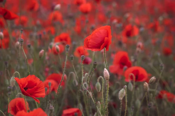 Bellissimi Papaveri Rossi Nel Campo Primo Piano Possono Essere Utilizzati — Foto Stock