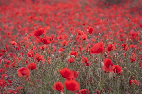 Bellissimi Papaveri Rossi Nel Campo Primo Piano Possono Essere Utilizzati — Foto Stock