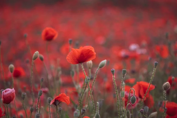 Bellissimi Papaveri Rossi Nel Campo Primo Piano Possono Essere Utilizzati — Foto Stock