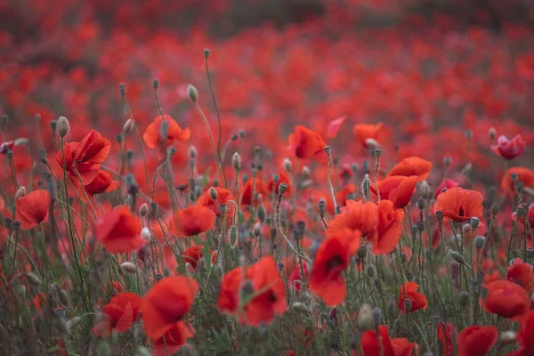 Beautiful Red Poppies Field Close Can Used Natural Background — Stock Photo, Image