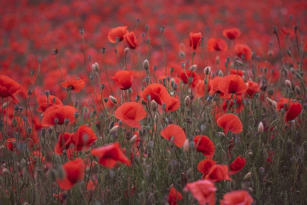 Bellissimi Papaveri Rossi Nel Campo Primo Piano Possono Essere Utilizzati — Foto Stock