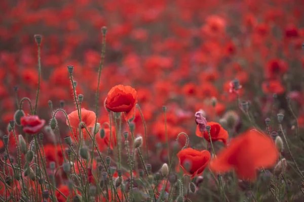 Hermosas Amapolas Rojas Campo Primer Plano Pueden Utilizar Como Fondo — Foto de Stock