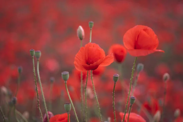 Hermosas Amapolas Rojas Campo Primer Plano Pueden Utilizar Como Fondo — Foto de Stock