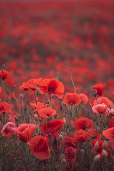 Bellissimi Papaveri Rossi Nel Campo Primo Piano Possono Essere Utilizzati — Foto Stock