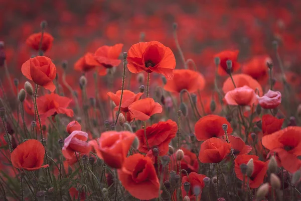 Bellissimi Papaveri Rossi Nel Campo Primo Piano Possono Essere Utilizzati Fotografia Stock