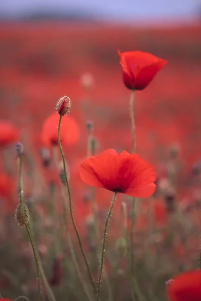 Bellissimi Papaveri Rossi Nel Campo Primo Piano Possono Essere Utilizzati — Foto Stock