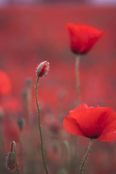 Beaux Coquelicots Rouges Dans Domaine Gros Plan Peut Être Utilisé — Photo