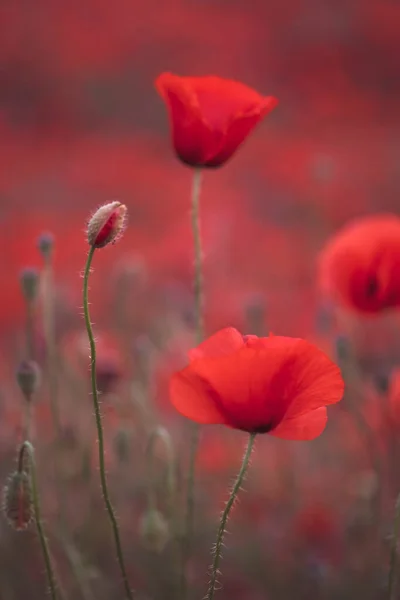 Beautiful Red Poppies Field Close Can Used Natural Background — Stock Photo, Image