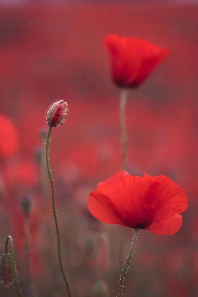 Beaux Coquelicots Rouges Dans Domaine Gros Plan Peut Être Utilisé — Photo