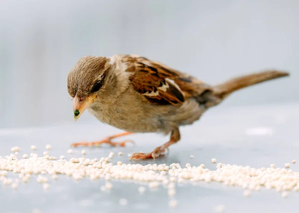 Gros Plan Moineau Mangeant Des Grains Millet Sur Fond Neutre — Photo