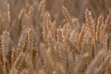 Güneşteki altın buğday başakları, yakın plan..