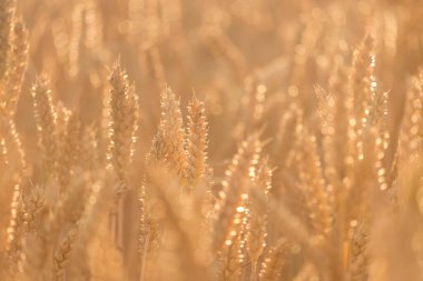 Güneşteki altın buğday kulakları bulanık doğal arkaplan olarak kullanılabilir..